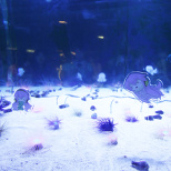 Miku Goods on Display Everywhere! (20/23)