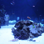 Miku Goods on Display Everywhere! (21/23)