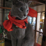 A Report on My Nichijou Bento and Sakamoto-san Bento (3/3)