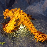 Chenille wire art § Queen of the Land Gold Rathian! Rioreia Rare Species § (3/10)