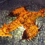 Chenille wire art § Queen of the Land Gold Rathian! Rioreia Rare Species § (4/10)