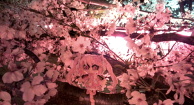 2014 Pipe Cleaner Sakura Miku - Viewing the Sakura in the Evening