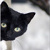 BlaqCat