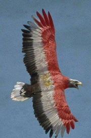 egyptianhero4ever@live.com