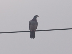 Andreea Maria Elisabeta