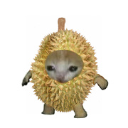 durian cat