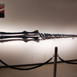 Reported "EVANGELION×Beautiful Girls' Photo Exhibition - Girls Collection of EVANGELION -" (17/25)