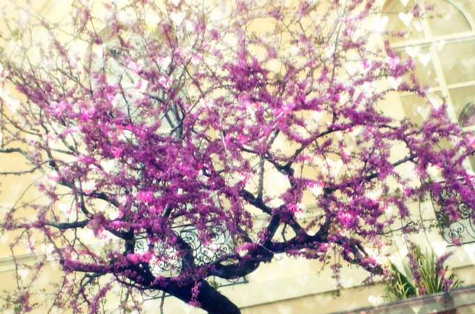 Cherry blossom  in  Monaco...(^_^)