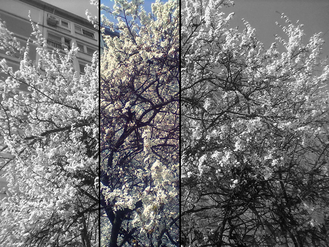 oh plum tree, oh plum tree...(^_^)