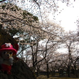 § Pipe Cleaner Chopper § Cute Fluffy Strap, Cherry Blossoms, and Chopper Hat (4/6)