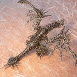 Wire Art! ☆  Emperor of The Skies! Rare Species Rioreus ☆ If We Could Hunt It, We’d Try ~（＾◇＾） (3/6)