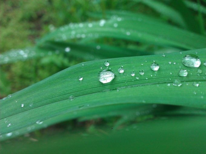 Raindrops