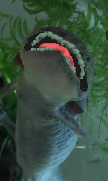 かーっ